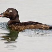 White-winged Scoter